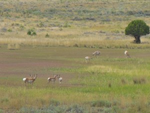 Herd of Antelope or Pronghorn?