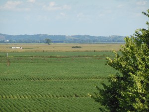 Iowa Soybeans