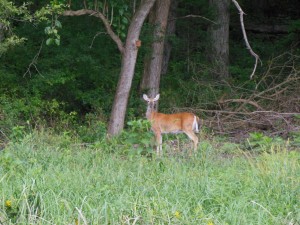 Deer on the Katy Trail