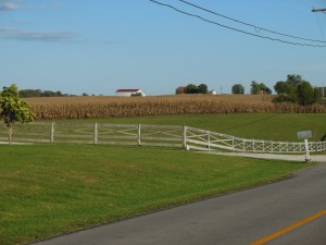 Fenced in corn