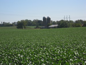 Soybeans on Indiana farm