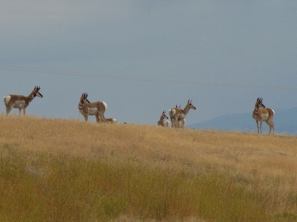 Pronghorns eavesdropping on Debbie's phonecall