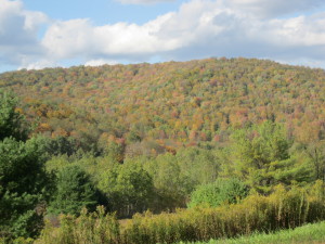Foliage in north central PA